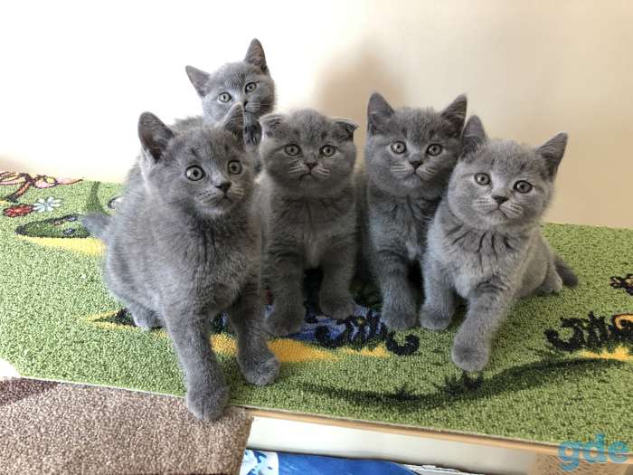 Шотландские котята, фотография 1