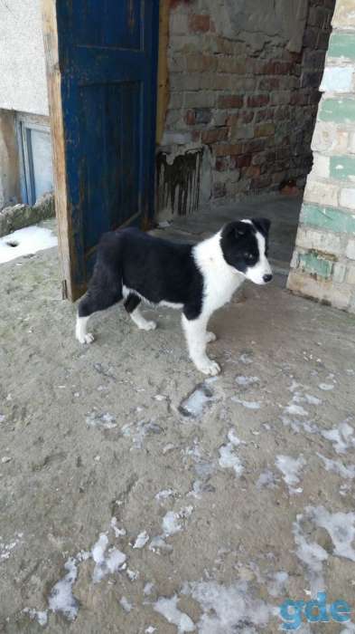 SOS.Малышка на МИЛЛИОН. Щенок СРОЧНО ЖДЕТ ХОЗЯИНА., фотография 5