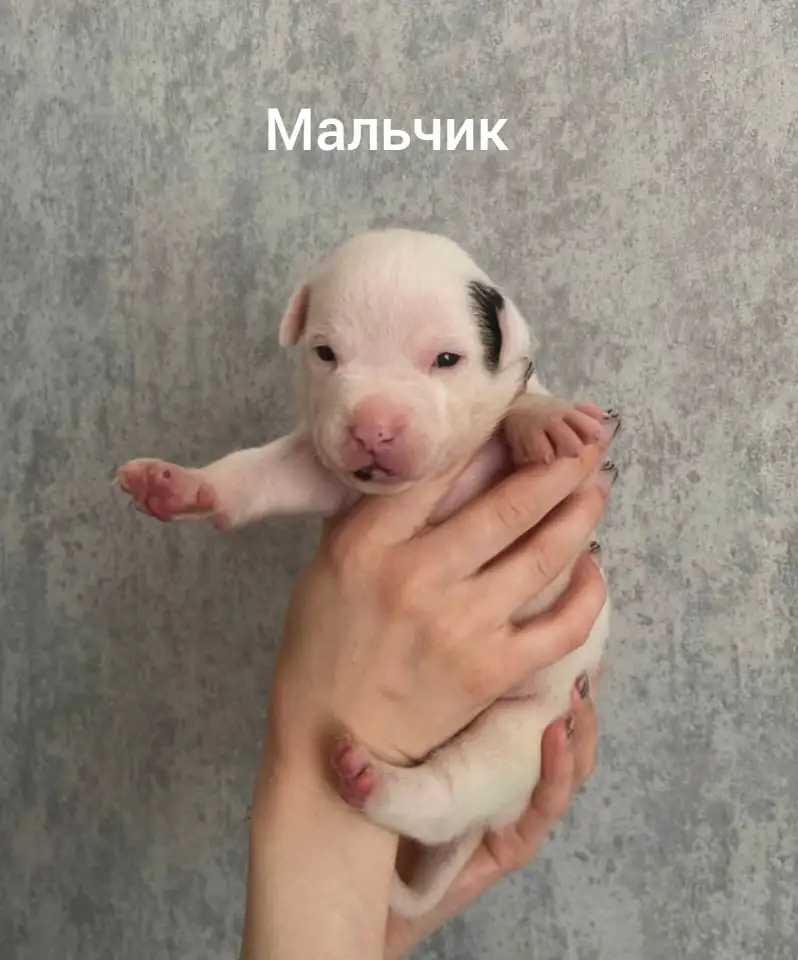 Щенки питбуля, фотография 7
