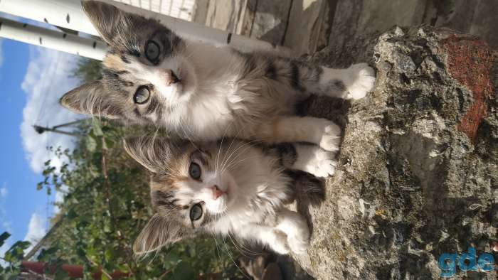 Котята в добрые руки, фотография 3