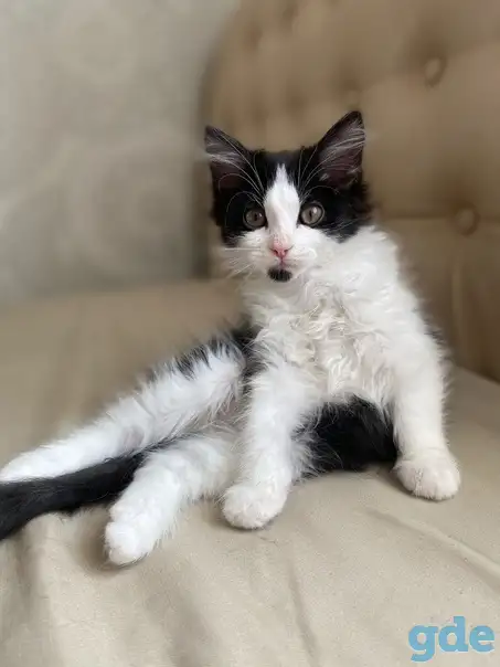 Замечательные котята, фотография 1