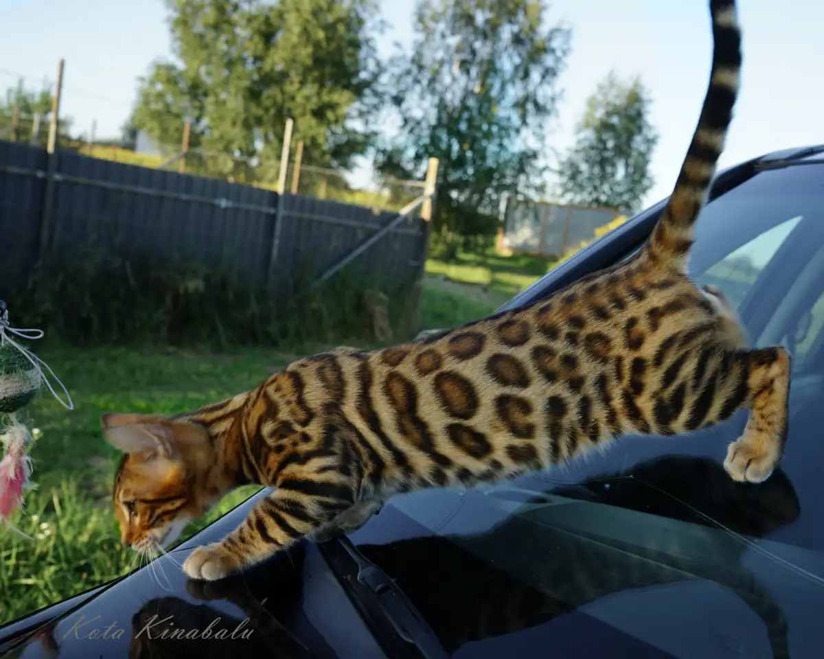 БЕНГАЛЬСКИЕ КЛУБНЫЕ КОТЯТА, фотография 3