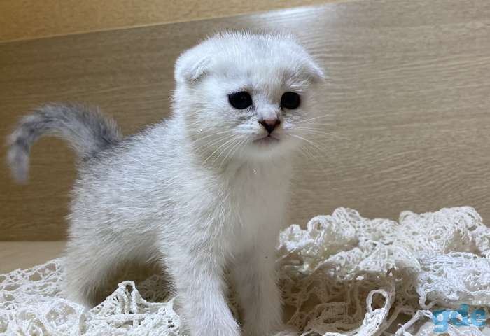 Шотландские вислоухие котята, фотография 8