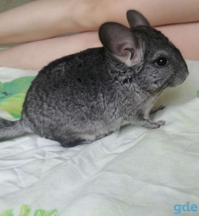Шиншилла. Шиншилленок.  Мальчик., фотография 1