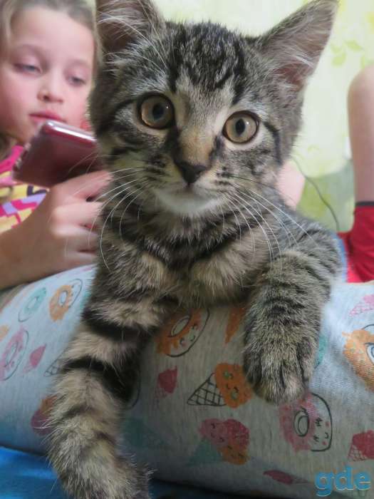 Котята в добрые руки, фотография 3