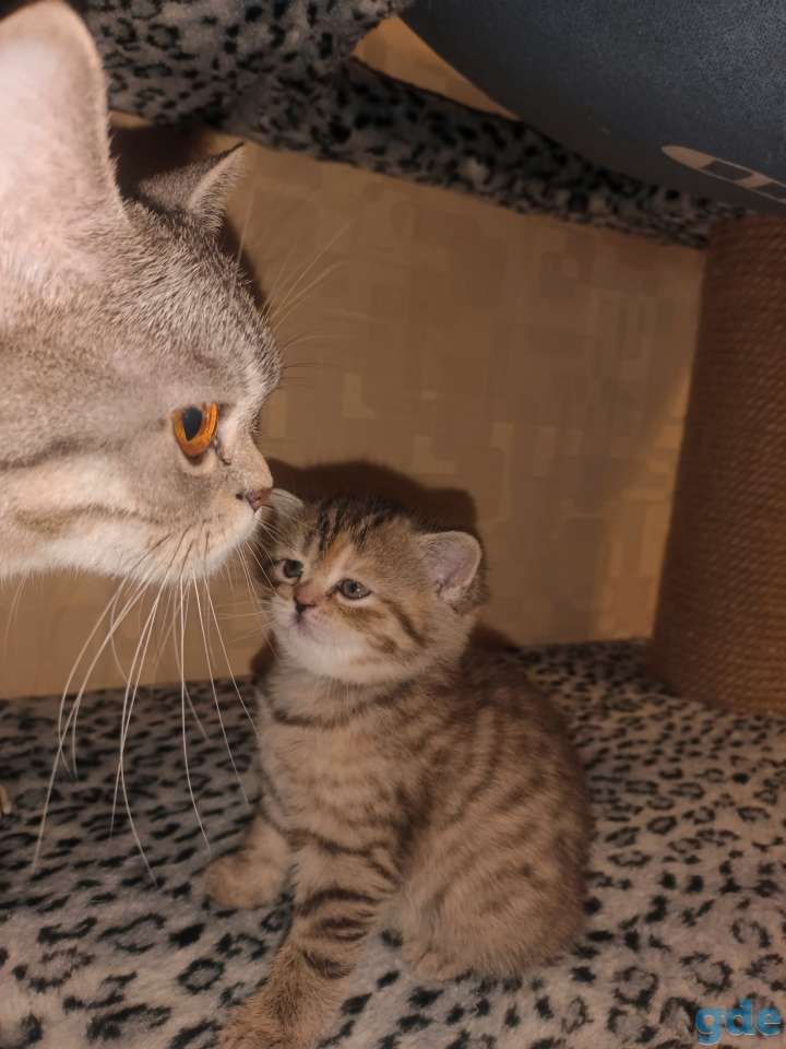 Шотландский котенок, фотография 4