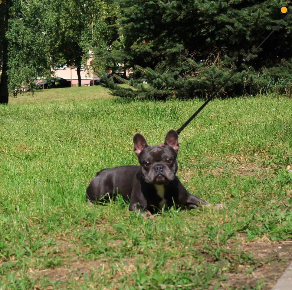 Голубо-подпалый французский бульдог приглашает дам, фотография 4