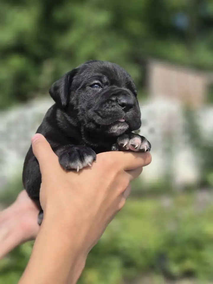 Предлагаются к продаже щенки кане корсо, фотография 6