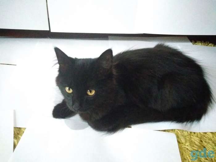 Отдаём котят в хорошие руки, фотография 1