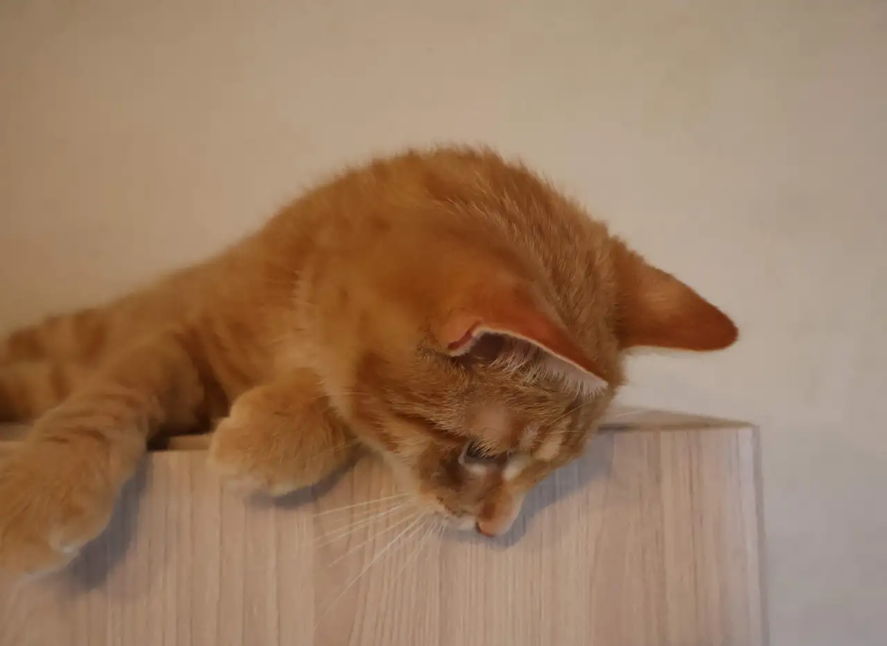 Домашний котенок 4 мес. Любит спать на ручках, добрый, очень нежный, фотография 7