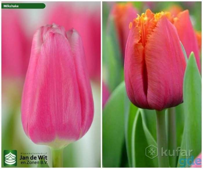 Голландские тюльпаны к 8 Марта (Опт, Розница)., фотография 2