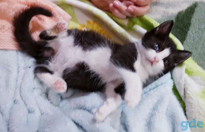 Котята бесплатно., фотография 4