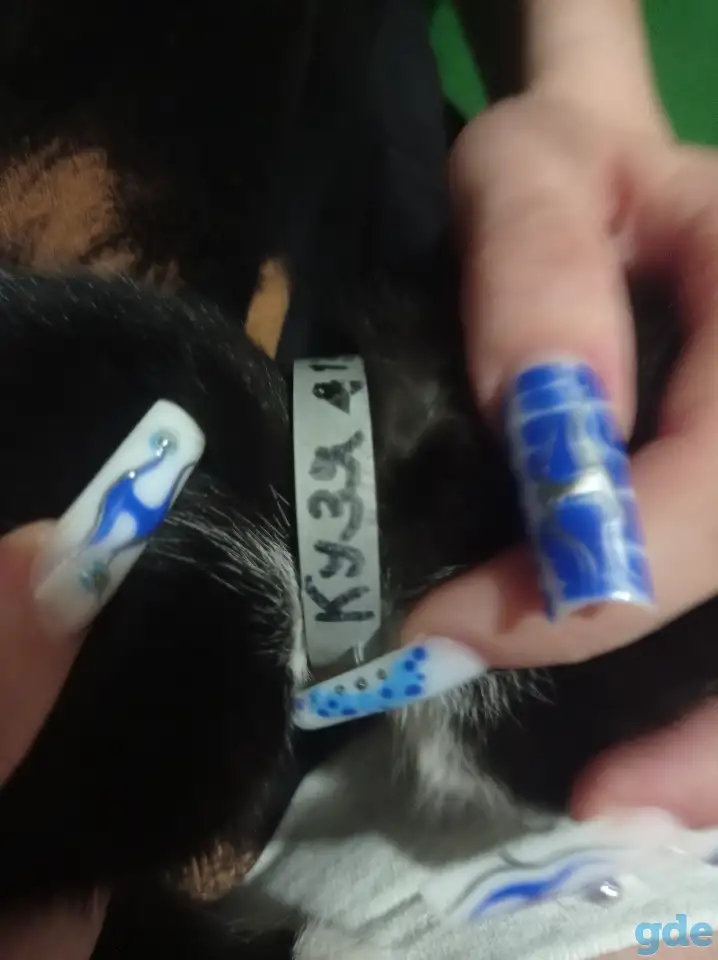 Нашли котенка, фотография 2