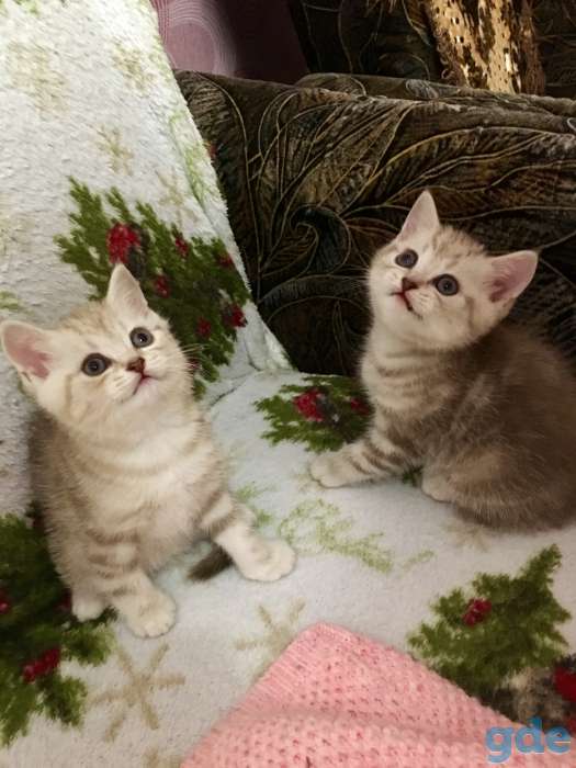 Котята, фотография 3