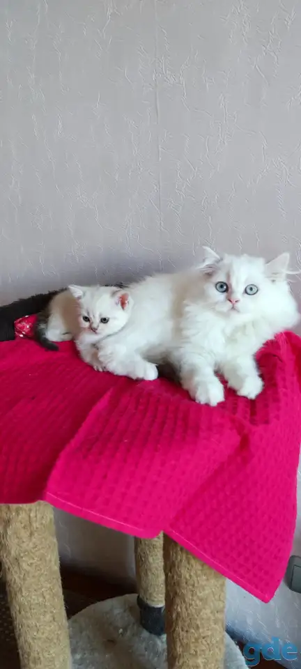 Шотландские котята с голубыми глазами, фотография 4