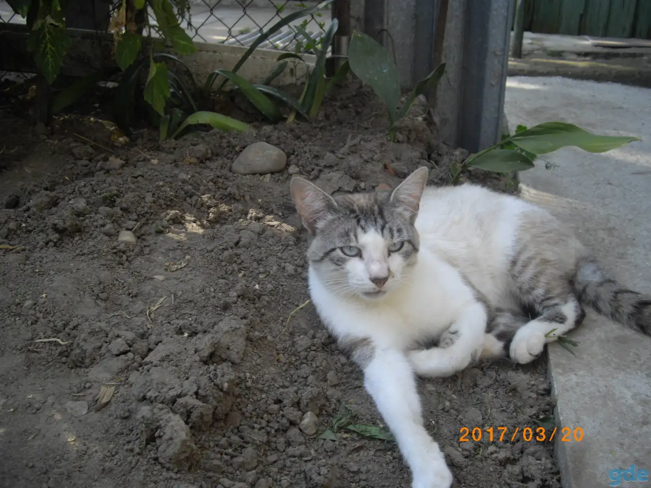 котята- метисы, фотография 5