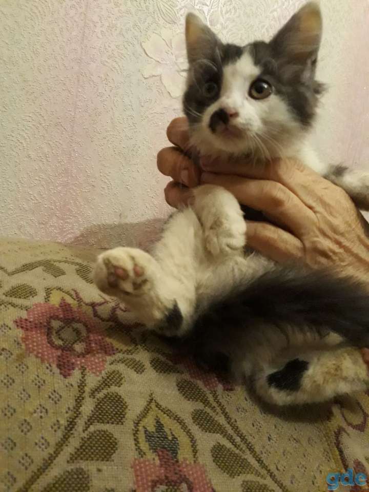 Срочно умненькие котята!, фотография 1