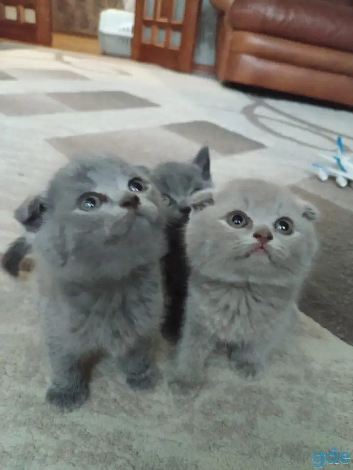 Котята, фотография 1