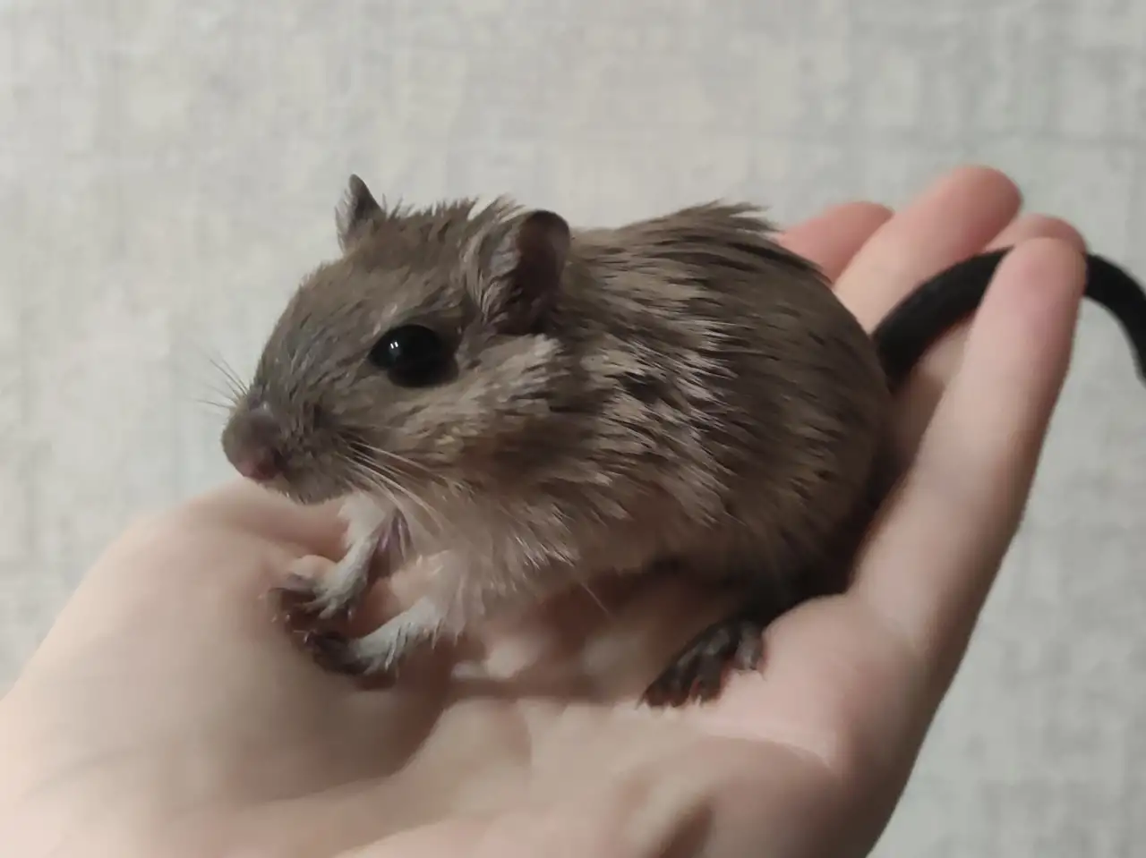 Песчанки, фотография 2