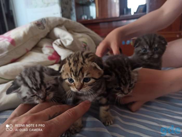 Шотландские котята, фотография 3