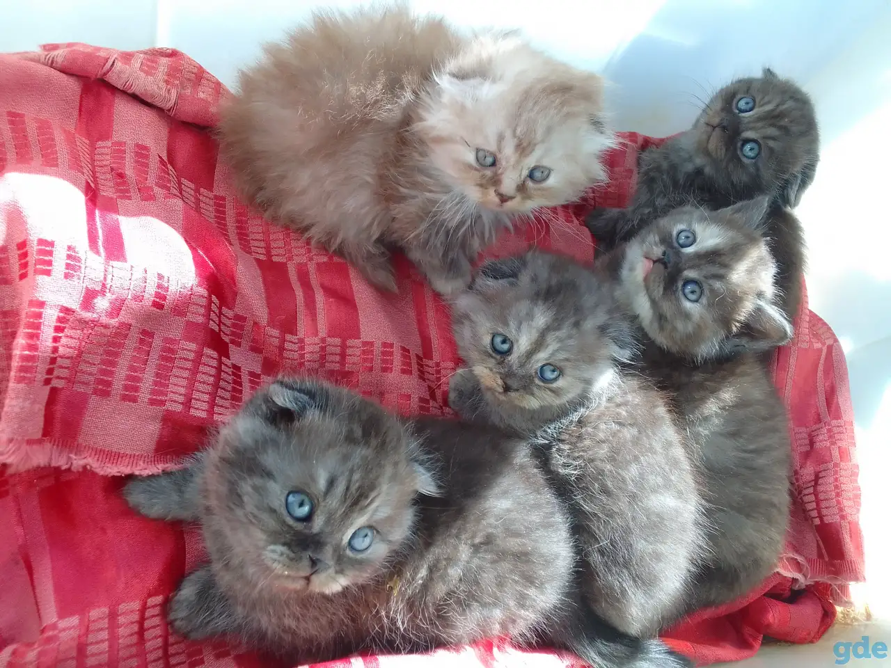 Шотландские котята, фотография 3