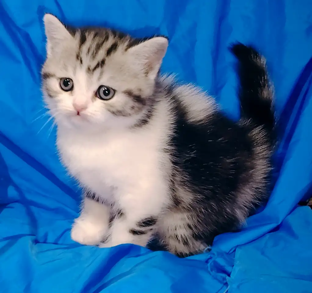 Шотландская кошечка котенок., фотография 2