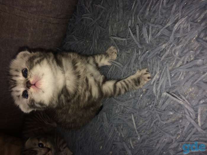 Котята, фотография 3