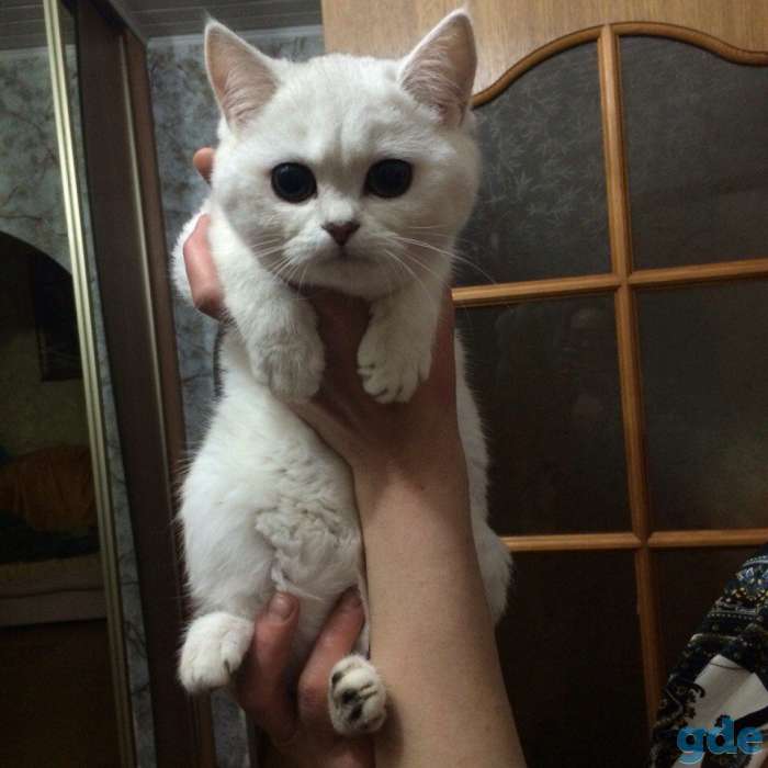 Серебристая шиншилла, котята, фотография 2