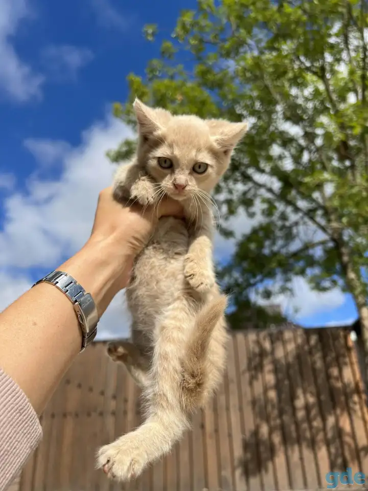 Котёнок (1 мес) в дар, фотография 3