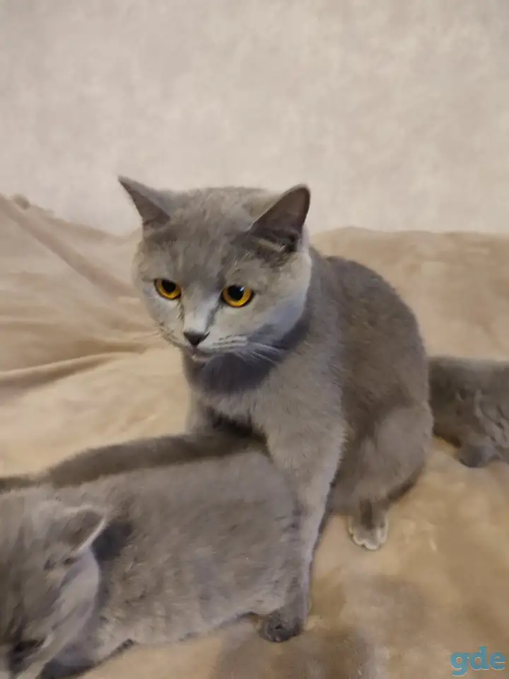 Котята Британские, фотография 6