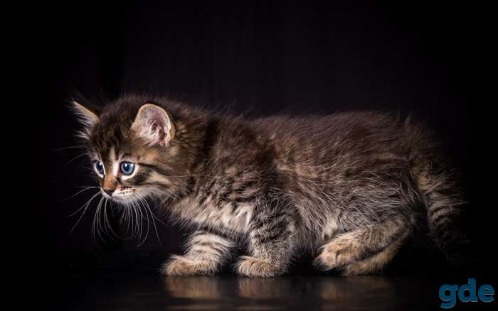 Отдам котят в добрые руки., фотография 4