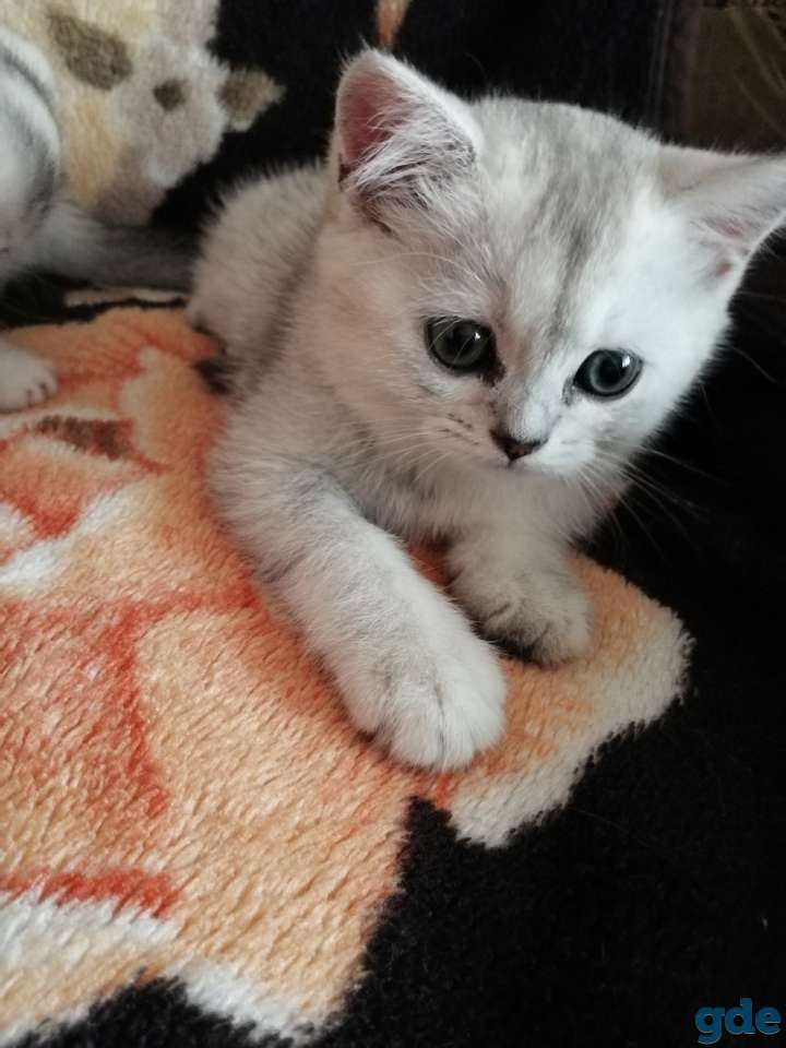 Чистокровные шотландские котята, фотография 3