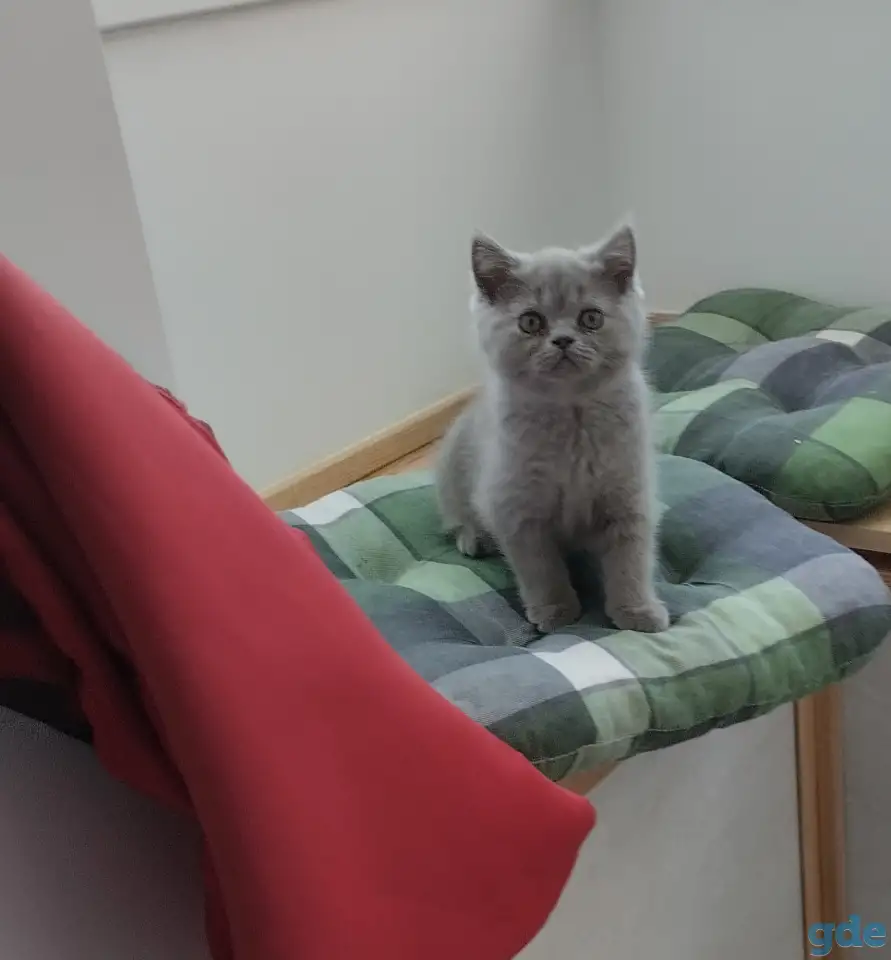 Британский котенок, мальчик и девочка, фотография 1