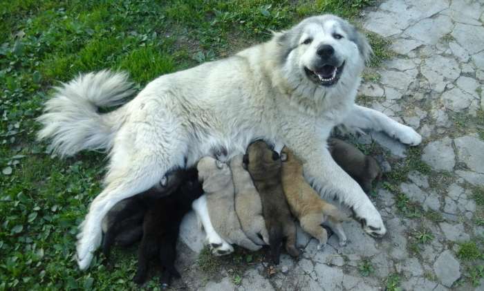 Щенки в добрые руки, фотография 2