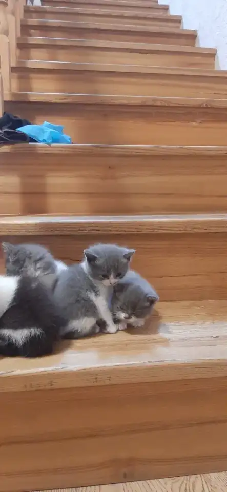 Отдам котят в хорошие руки, фотография 5