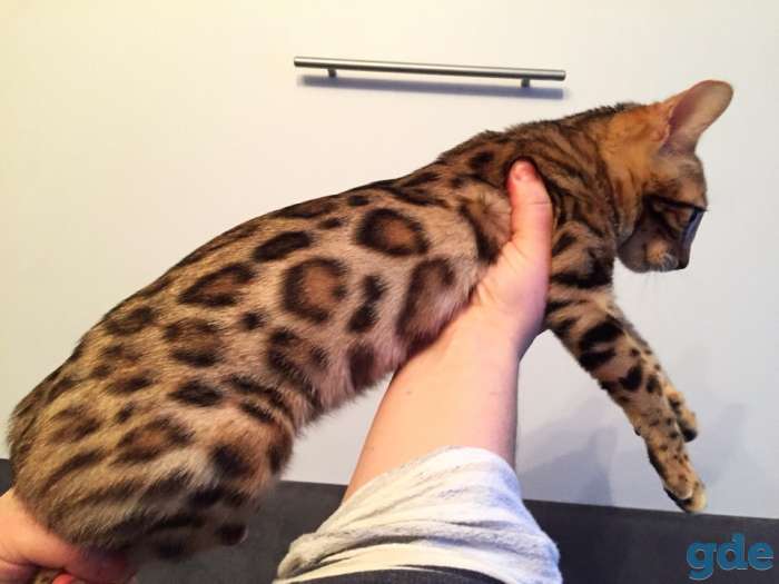 Бенгальский котенок из питомника, фотография 2