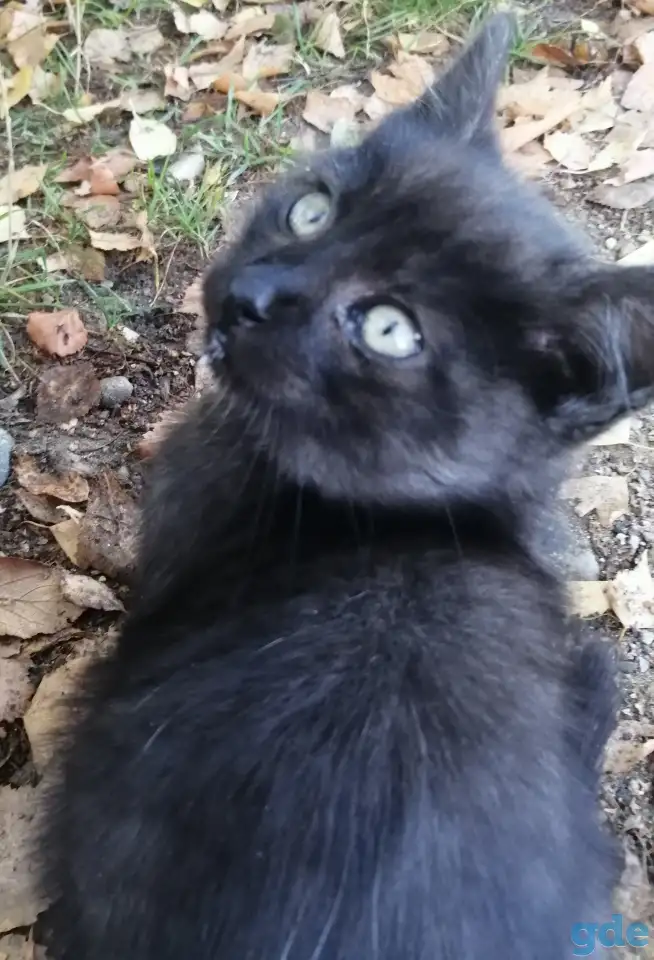 Котики ищут дом, фотография 4