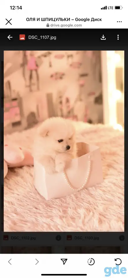 Продажа померанский шпиц, фотография 5