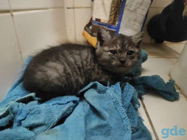 Котенок ищет дом, фотография 1