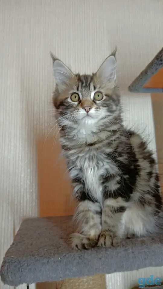 Котята мейн-кун, фотография 2