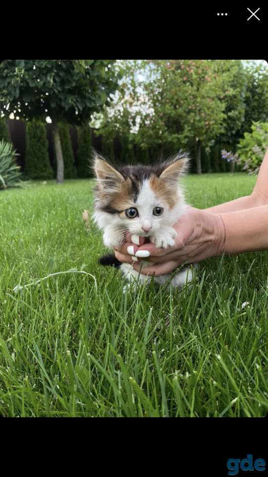 Кошечка ищет дом, фотография 2