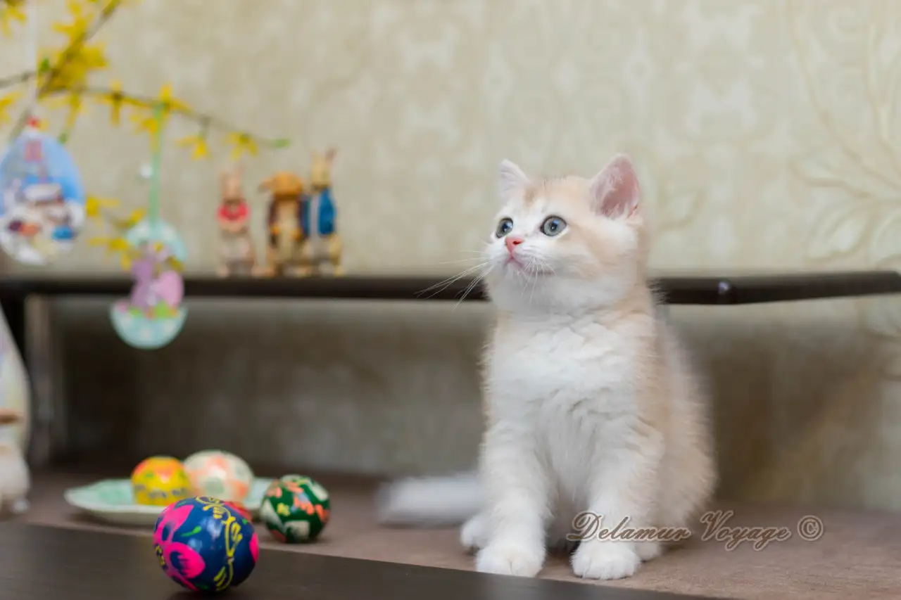 Британские котята из питомника. Мальчик Амур., фотография 5