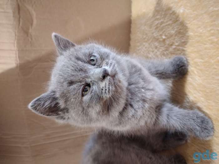 Шотландские котята, фотография 4