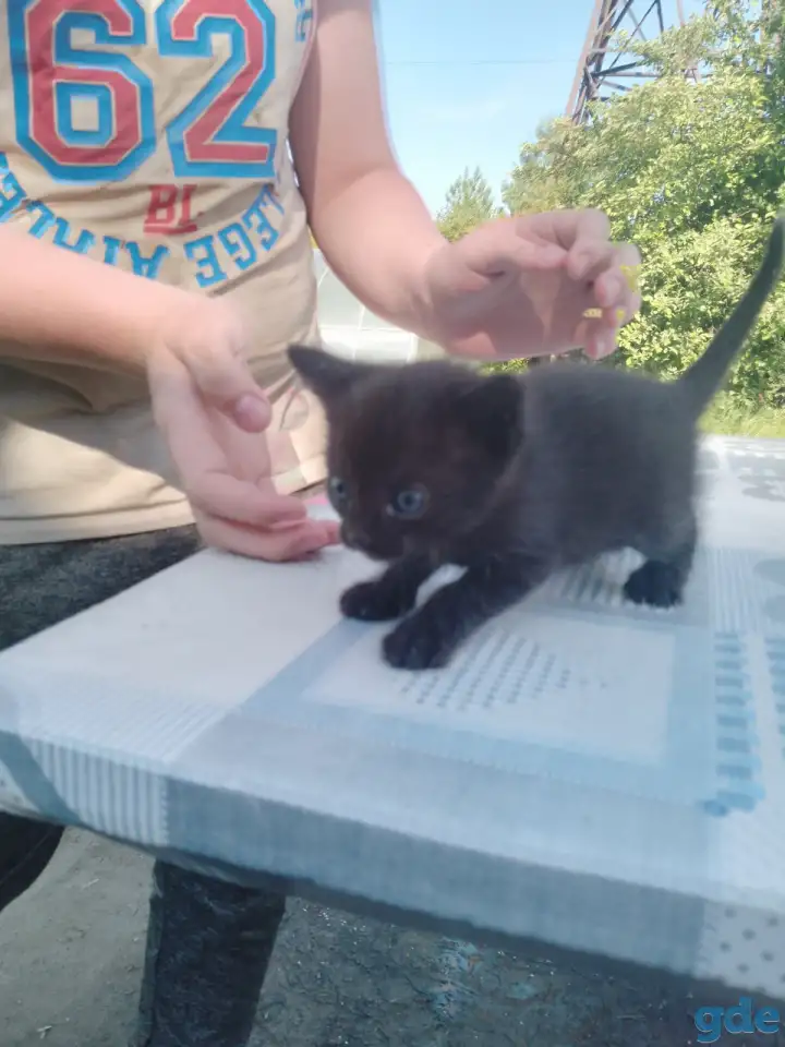 Свои котята в дар, фотография 4