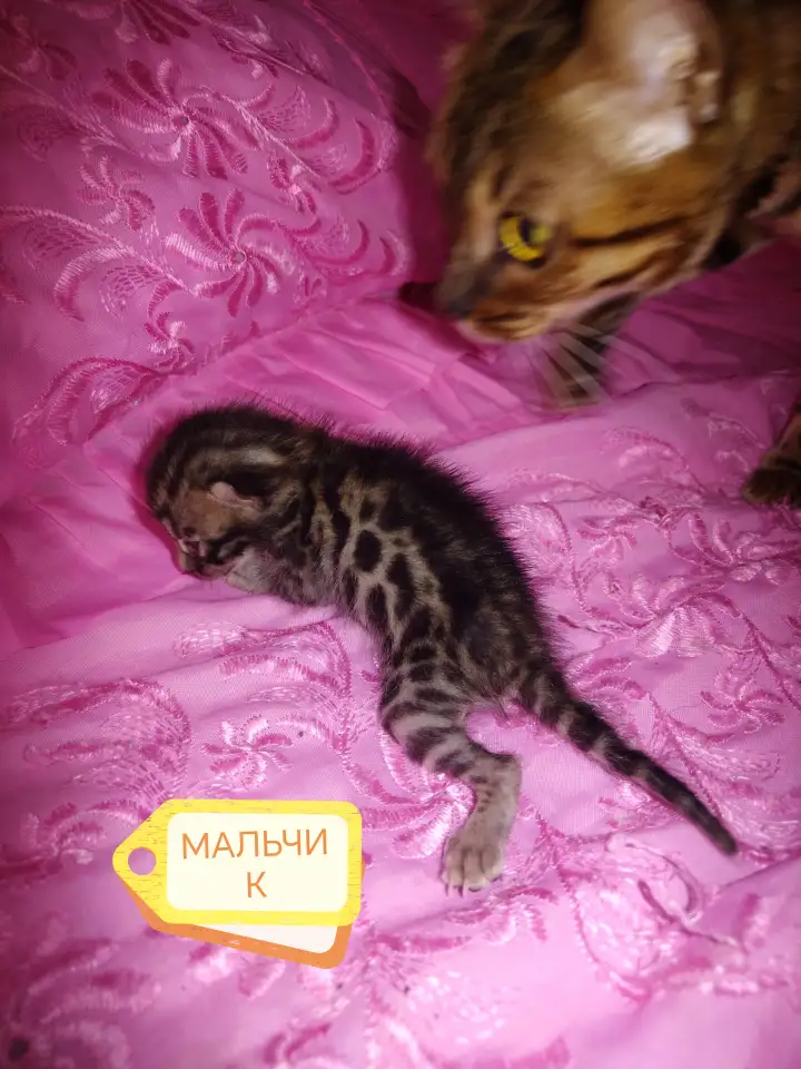 Шикарные бенгальские котята, фотография 3