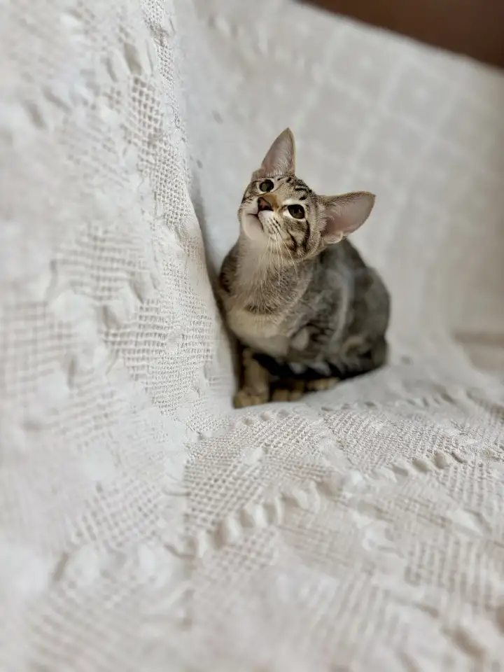 Котята ориентальной породы девочки, фотография 3