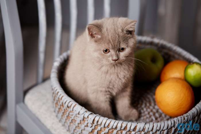 Британский  котенок  из питомника, фотография 2