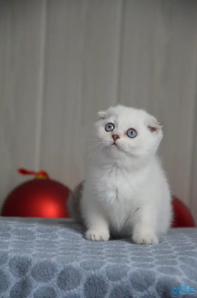 Шотландские котята, фотография 1