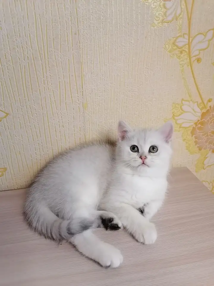 Британский котёнок, фотография 4