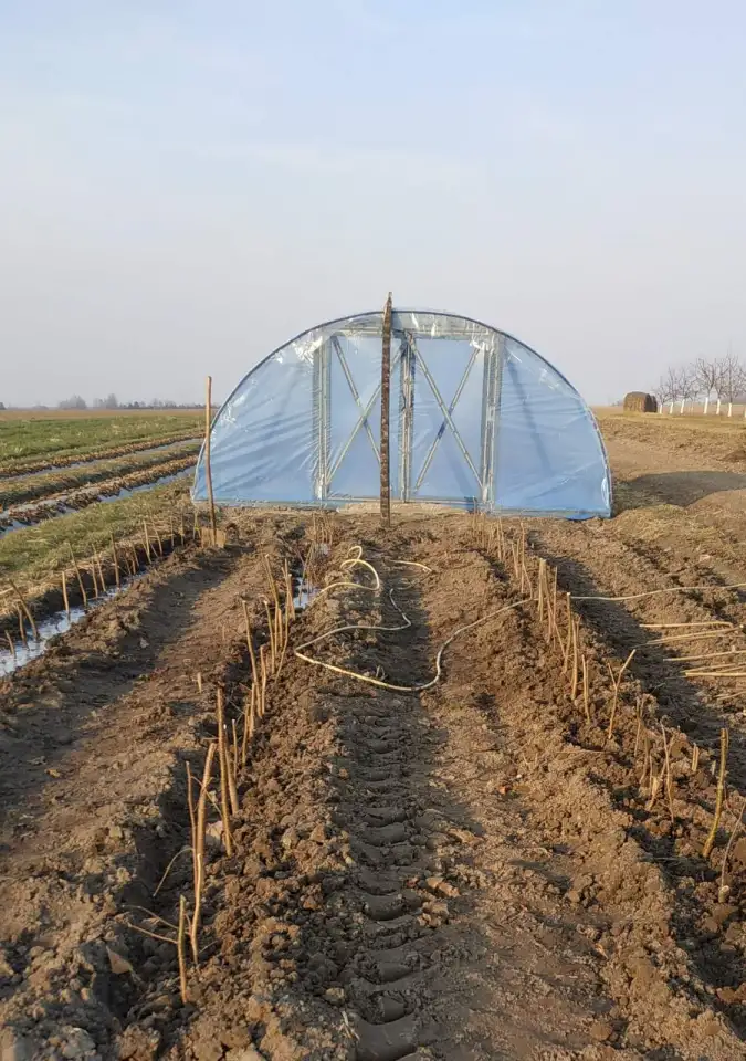 Продам саженцы фундука, недорого, фотография 2